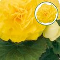 Bild von Begonia knol P12 Tub. Yellow